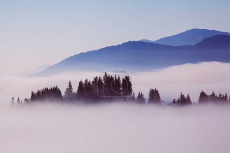 Poranna mgła w Karpatach, Ukraina