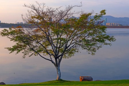 Téléchargez les photos : Érable chinois décoratif près du lac à Yiwu, Zhejiang, Chine - en image libre de droit