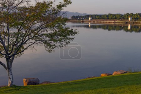 Téléchargez les photos : Érable chinois décoratif près du lac à Yiwu, Zhejiang, Chine - en image libre de droit