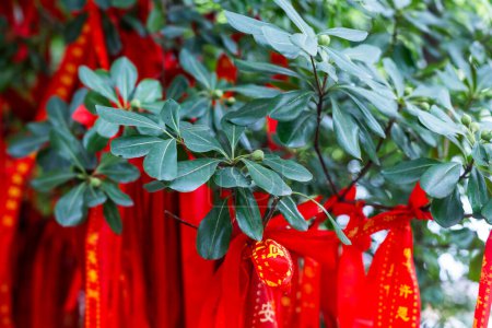 Téléchargez les photos : Zhuji, province du Zhejiang / Chine - 18 juin 2023 : Drapeaux de prière tibétains colorés et cordes sur un très vieil arbre sacré dans le parc de la ville natale de Xi Shi Zhuji, Zhina - en image libre de droit