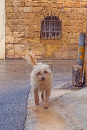 Funny curly dog on the streets of Gozo, Malta