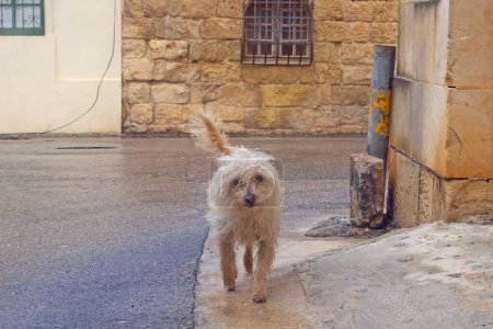 Drôle de chien bouclé dans les rues de Gozo, Malte