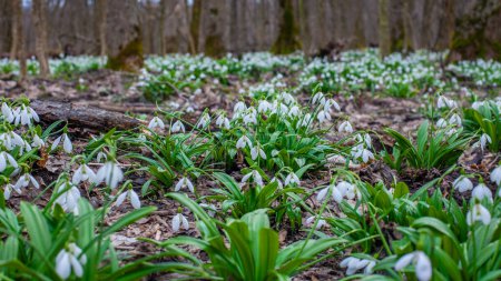 First spring snowdrops on the meadow in forest