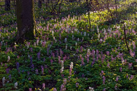 Fleurs de fuméwort violet et bleu dans la forêt d'apring à Kiev, Ukraine