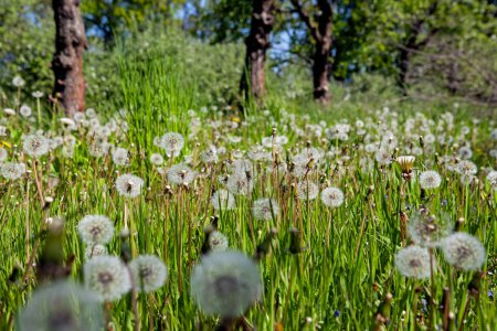 White old dandelions on the green meadow in spring 