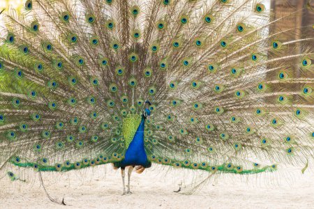 Foto de Azul pavo real, pavo real ordinario Pavo cristatus. Hermoso pavo real caminando libremente - Imagen libre de derechos