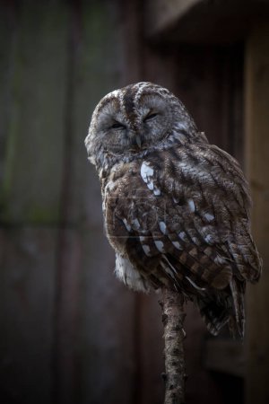 Photo for A portrait a Tawny Owl - Royalty Free Image