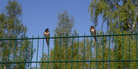 Foto de El granero se traga, Hirundo rustica. Por la mañana temprano un pájaro se sienta en una valla - Imagen libre de derechos