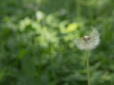 Photo for Dandelion flower head, Taraxacum officinale , Soft focus image of blossoming dandelion flowers in spring time. - Royalty Free Image