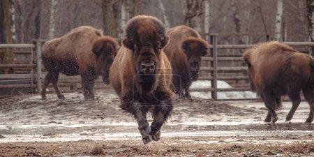 Photo for An American Bison Running early spring - Royalty Free Image