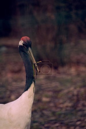 Beautiful closeup portrait of Red-crowned Japanese Crane