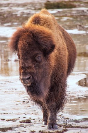Photo for An American Bison close up portrait - Royalty Free Image
