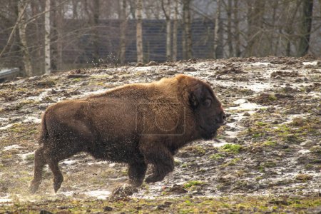 Photo for An American Bison Running.  spring time - Royalty Free Image