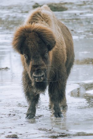 Photo for An American Bison young male on ice spring time - Royalty Free Image