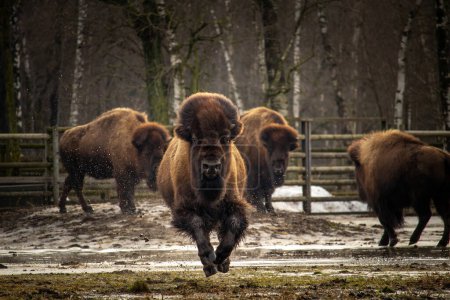 Photo for An American Bison Running. Spring time in zoo - Royalty Free Image