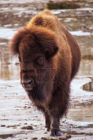 Photo for An American Bison young male on ice Spring time - Royalty Free Image