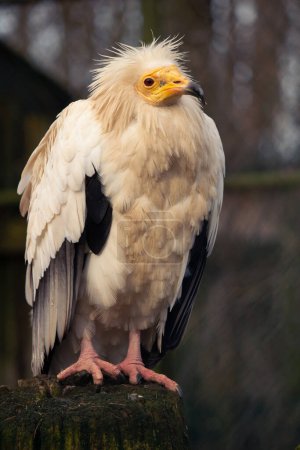 Egyptian Vulture, Neophron percnopterus. It is a small Old World vulture and the only member of the genus Neophron