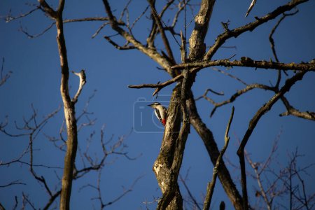Great spotted woodpecker on a tree. Great spotted woodpecker is from woodpecker family of birds.