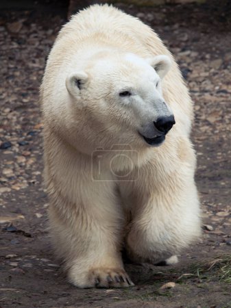 ours polaire marche à travers la toundra rocheuse Zoo photo