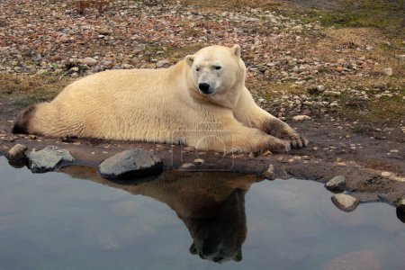 Gros plan de l'ours blanc au zoo. Un grand ours polaire mâle
