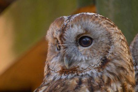 Portrait of Tawny owl or brown owl (Strix aluco)