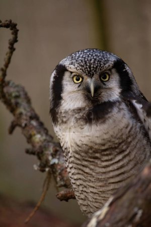 Photo for Northern hawk-owl (Surnia ulula). Wild life animal. - Royalty Free Image
