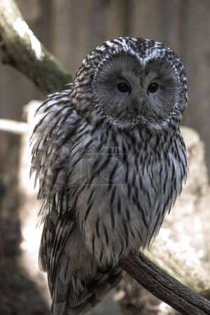 Photo for East European Ural owl (Strix uralensis uralensis). - Royalty Free Image
