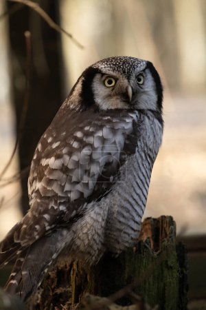 Photo for Northern hawk-owl (Surnia ulula). Wild life animal. - Royalty Free Image