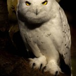 Snow owl in a zoo. Portrait of a snow owl. Closeup of a snow owl.