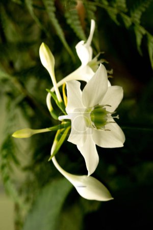 Téléchargez les photos : Orchidées blanches (phalaenopsis) sur fond noir - en image libre de droit