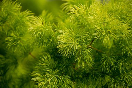Hojas de coníferas verdes frescas de Ming Fern (Espárragos myriocladus)