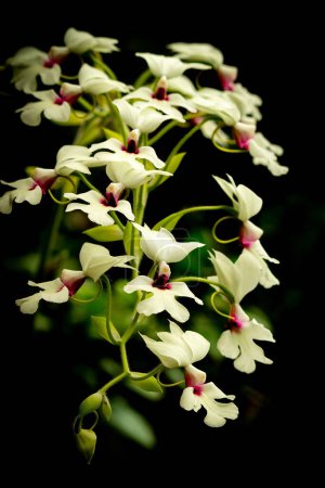 Orquídea Calanthe 'William Murray' Híbrido de Calanthe vestita x williamsii