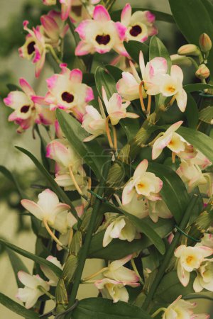 fleurs de l'orchidée Dendrobium Nobile, macro photographie