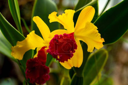 Photo for Orchid flower in orchid garden at winter or spring day. Beautiful orchid flower in the tropical garden. Cattleya orchid. - Royalty Free Image