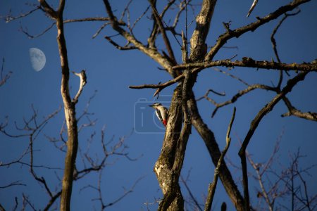 Great spotted woodpecker on a tree. Great spotted woodpecker is from woodpecker family of birds.