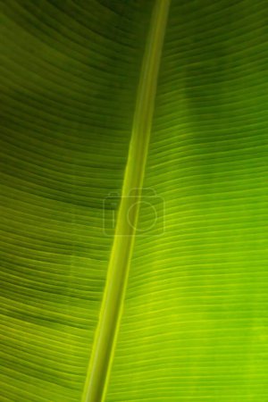 green leaf closeup as a background image