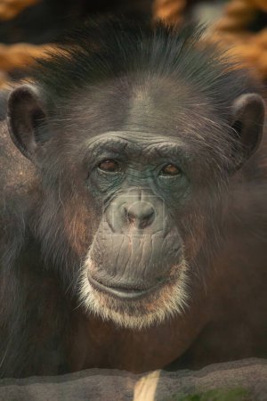 portrait d'un chimpanzé au zoo 