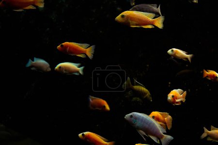 malawi poisson cichlidé en gros plan, un animal de compagnie d'aquarium tropical populaire du lac malawi en Afrique