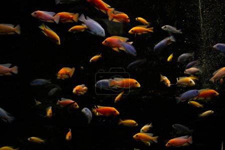 Malawi-Buntbarsch in Großaufnahme, ein beliebtes tropisches Aquariumtier aus dem Malawi-See in Afrika