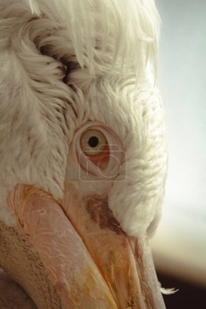 Portrait of a Pelican at the zoo - Pelecanus rufescens