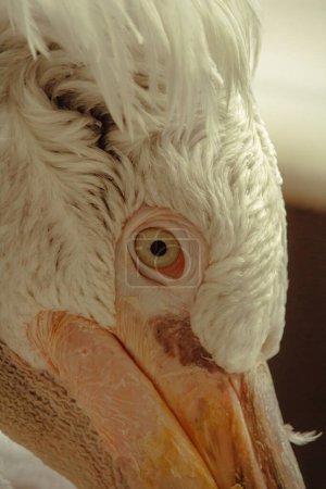 beautiful white Dalmatian pelican portrait close up