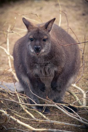 Bennet Wallaby (Macropus rufogrisens). Wallabies à encolure rouge
