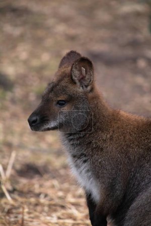 Photo for Bennet Wallaby (Macropus rufogrisens) also known as Red-necked wallabies - Royalty Free Image