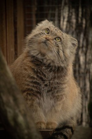 Pallas's cat (Otocolobus manul), also known as the manul.