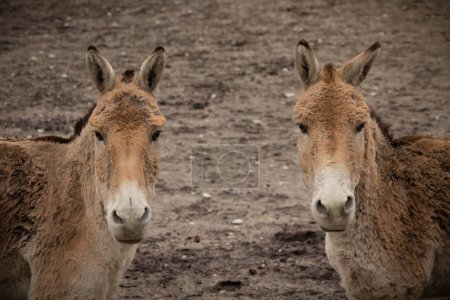 Téléchargez les photos : Koulan de Turquie (equus hemionus kulan), également connu sous le nom de cul sauvage transcaspien. - en image libre de droit