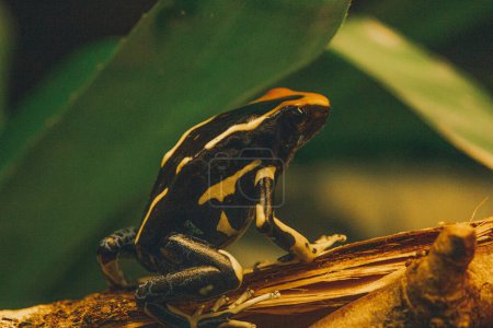 veneno dardo rana joya de la selva tropical con brillantes líneas amarillas vívidas. Anfibio sentado sobre la hoja en la selva amazónica. Animal de compañía tropical y exótico. Dendrobates ventrimaculatus