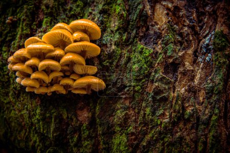 Closeup shot of edible mushrooms known as Enokitake Golden Needle mushroom Lily mushroom seafood mushrooms winter mushrooms or winter fungus velvet foot velvet stem or velvet shank (Flammulina velutipes)