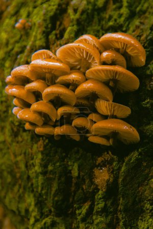 Closeup shot of edible mushrooms known as Enokitake Golden Needle mushroom Lily mushroom seafood mushrooms winter mushrooms or winter fungus velvet foot velvet stem or velvet shank (Flammulina velutipes)
