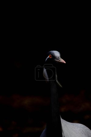 Demoiselle crane isolated over black background