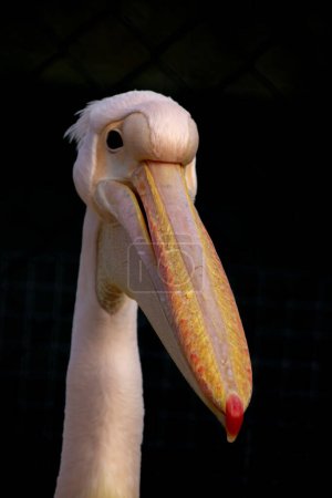 A great pelican (Pelecanus onocrotalus) in the zoo close up
